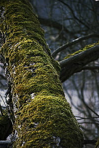 wood, moss, trunk, tree thumbnail