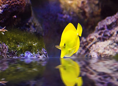 yellow fish underwater close-up photo thumbnail