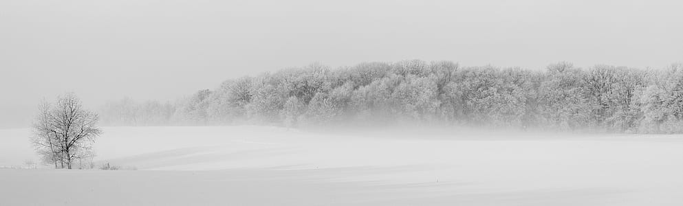 Winter Forest Illustration thumbnail