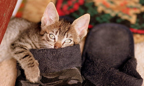brown tabby cat on brown home slippers thumbnail