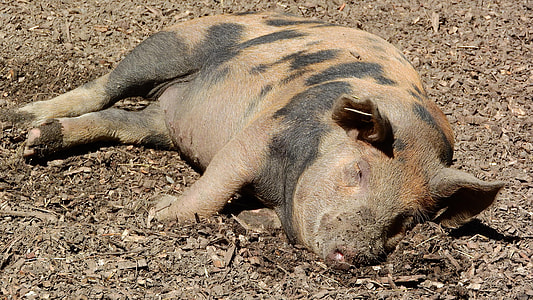 Pig sleeping thumbnail