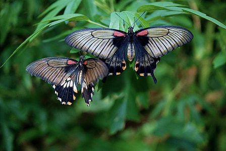close-up photo of black-and-gray swallowtail butterflies thumbnail