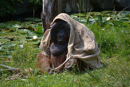 brown orangutan covered by brown textile on grass near lily pods thumbnail