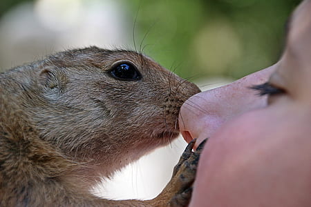 brown squirrel kissing person thumbnail