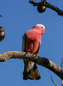 galah parrot perched on branch of tree during daytime thumbnail