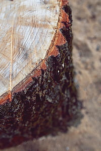 Trunk / bole thumbnail