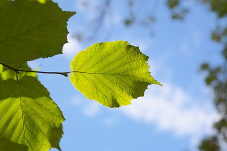 shallow focus photography of green leafed during daytime thumbnail