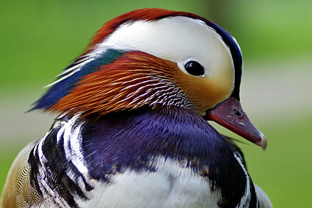 mandarin duck thumbnail
