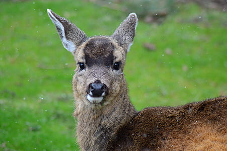 brown animal at daytime thumbnail