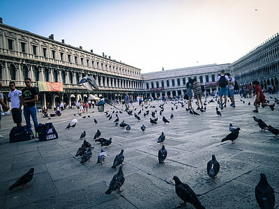 flock of pigeons thumbnail