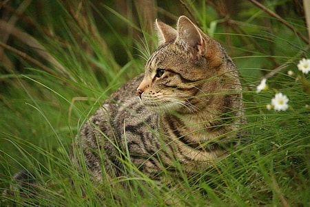 gray and black tabby cat laying near white petaled flower during daytime thumbnail