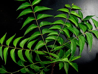 green leaves on black surface thumbnail