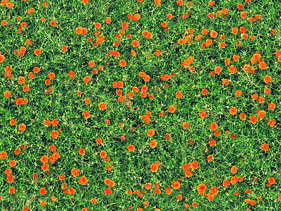 aerial photography of orange flowers thumbnail