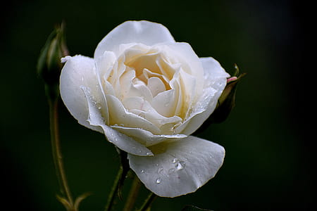 selective focus photography of white rose flower in bloom thumbnail