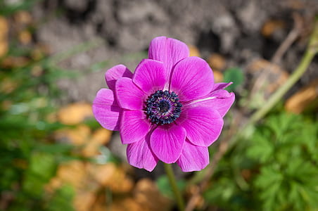 purple flower thumbnail