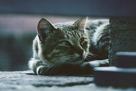 Photo of Silver Tabby Cat Lying on Gray Pavement thumbnail