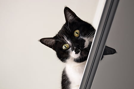 close up photo of cat thumbnail