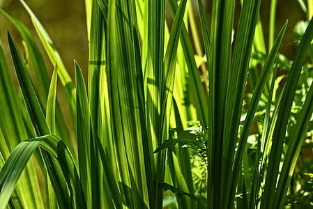 closeup photography of green leaf plant thumbnail