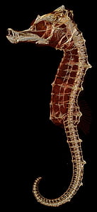 seahorse illustration thumbnail