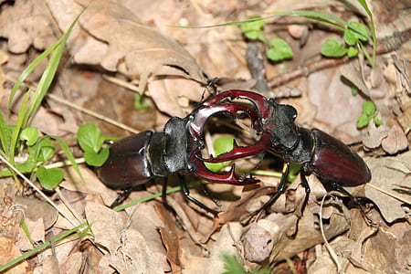 photo of two brown-and-black beetles fighting thumbnail