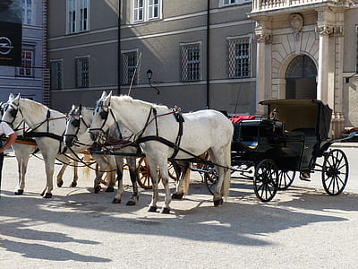 white horses with brown chariot thumbnail