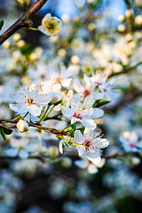 close up photo of white petaled flowers thumbnail