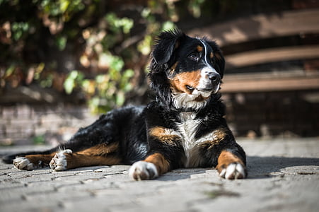 black, brown, and white Bernese Mountain dog on grey pavement during daytime thumbnail