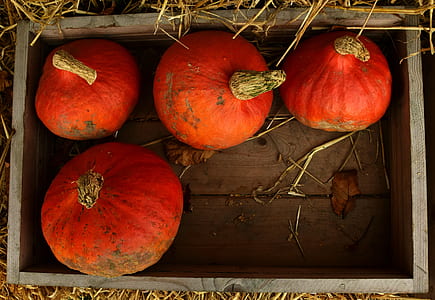 four pumpkins thumbnail