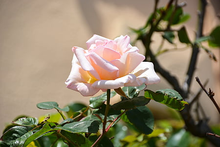 pink rose thumbnail