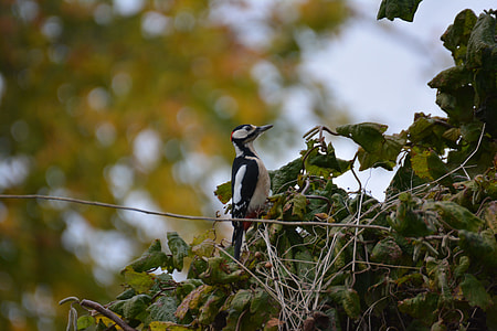 Great Spotted Woodpecker, Bird thumbnail