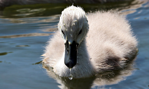 focus photography of gray duck on water during daytime thumbnail
