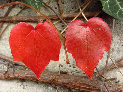 two red leaves thumbnail