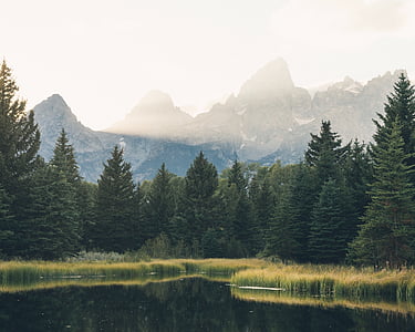 pine trees near mountain and body of water thumbnail