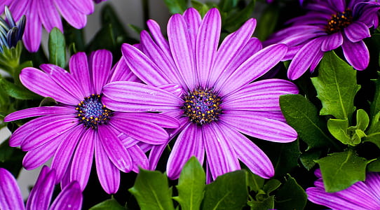 photo of pink petaled flowers thumbnail