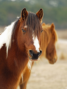 brown and white horse beside brown horse during daytime thumbnail