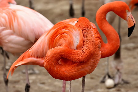 selective focus photography American flamingos thumbnail