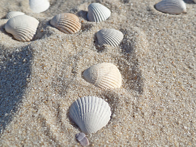 white and beige seashells on beige sand thumbnail