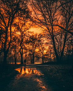 silhouette of man walking under trees thumbnail