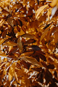 Yellow leaves of magnolia in autumn thumbnail