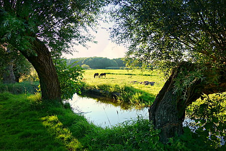 Grazing Animals Near Creek and Trees thumbnail