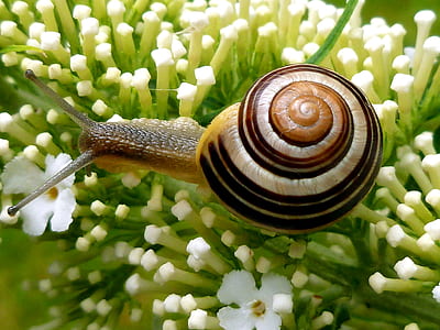 brown snail on white flowers thumbnail