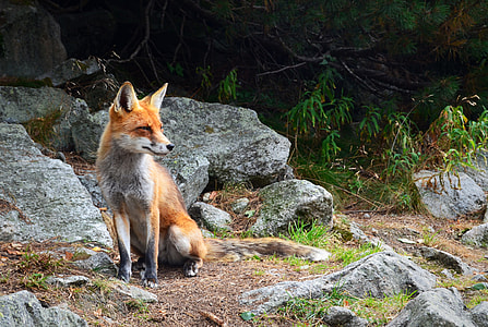 fox in forest field during daytime thumbnail