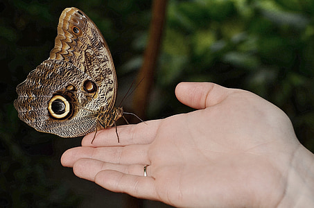 owl butterfly on person's palm near trees thumbnail