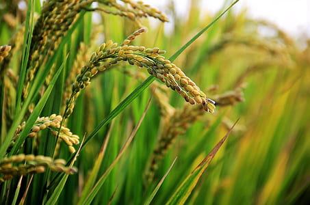 yellow wheat plants at daytime thumbnail