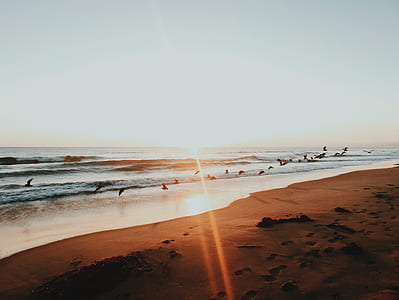 birds flyin near sea shore thumbnail