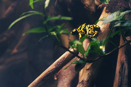 photographed of yellow and black animal on brown branch thumbnail