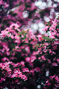 Lovely pink flowers blooming from the tree branches thumbnail