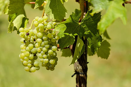 white grapes on brown stick thumbnail