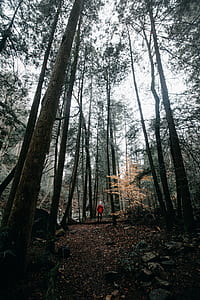 man standing between trees thumbnail