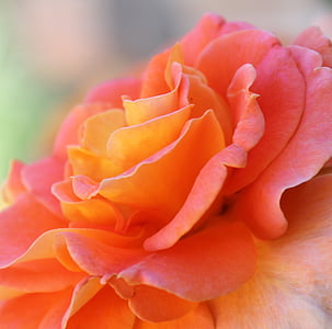 selective focus photography of pink petaled flowers thumbnail